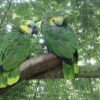 Blue Fronted Amazons