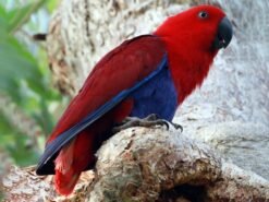 clectus parrots come in a variety of sub-species, including the Grand Eclectus, the Vosmaeri, and the Solomon Island Eclectus (Eclectus roratus solomonensis)