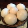 African Grey Fertile Eggs