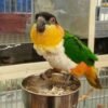 White-bellied Caique For Sale