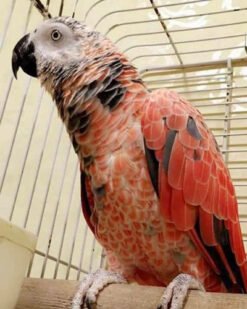 Red Factor African Grey