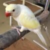 Creamino Indian Ringneck For-Sale