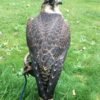 Imprint Tiercel Peregrine Falcon