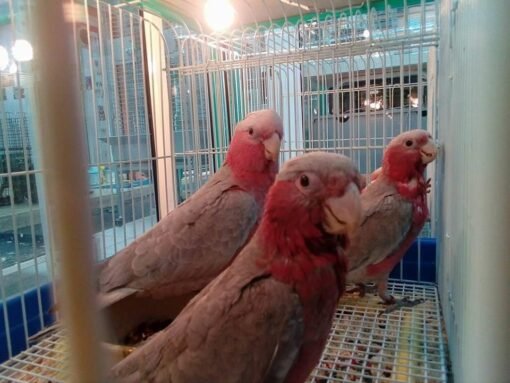 rose breasted Cockatoo for sale