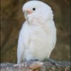 Goffin's Cockatoo For Sale