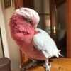 rose breasted Cockatoo for sale