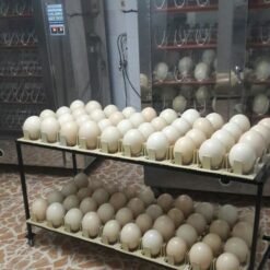 Toucan Fertile Eggs For-Sale