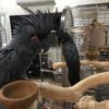 Black Palm Cockatoo For-Sale
