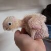 Baby Goffin's Cockatoo