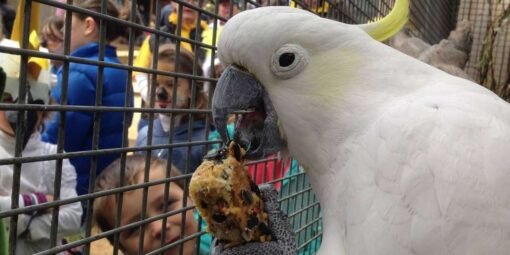 Citron-Crested Cockatoo For Sale