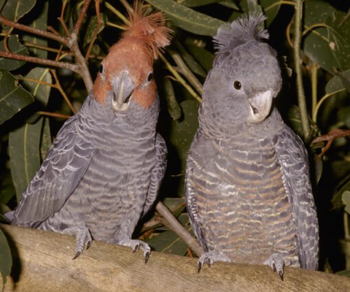 Gang Gang Cockatoos