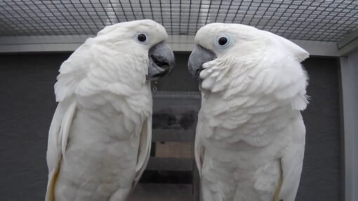 Umbrella Cockatoo Breeder Pairs