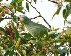 Orange-Winged Amazon Parrot: Bird Species Profile