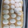 Amazon Fertile Eggs For Sale
