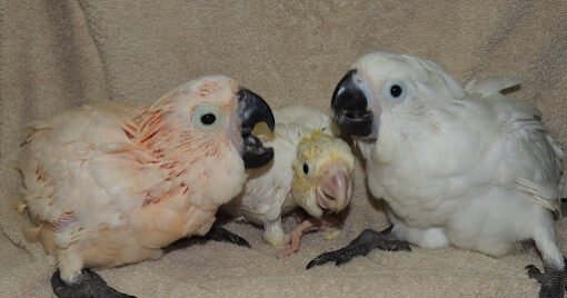 Umbrella Cockatoo Breeder Pairs