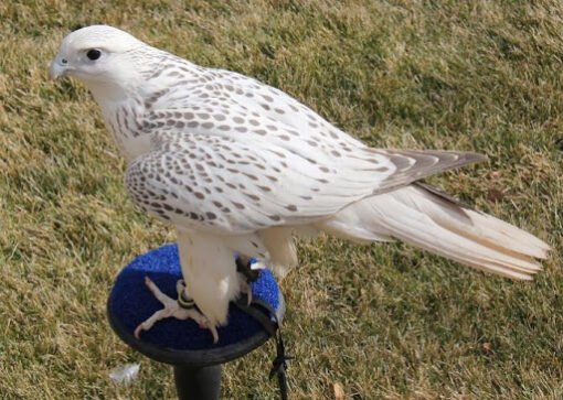 White Gyr Falcon For-Sale