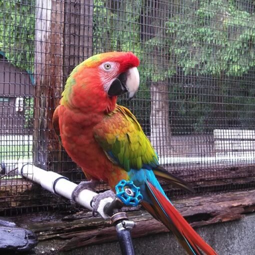 Verdi macaw