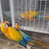 Mutation Scarlet Macaws For-Sale