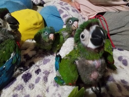 Baby Severe Macaw