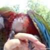 Baby Calico Macaw