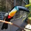 Toco Toucan  For Sale
