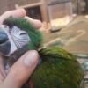 Baby Severe Macaw