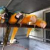 Torch Lutino Macaw Pairs