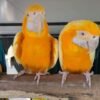 Lutino Macaw Breeder Pairs