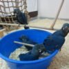 Lear's Macaw For Sale