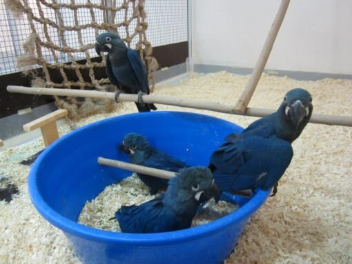 Lear's Macaw For Sale