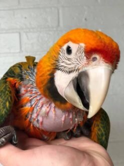 Buy Baby Tropicana Macaw