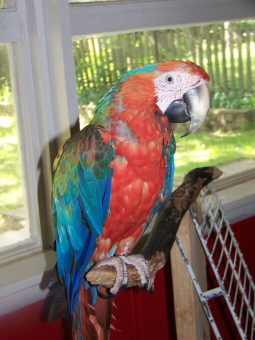 Catalina Macaw Female