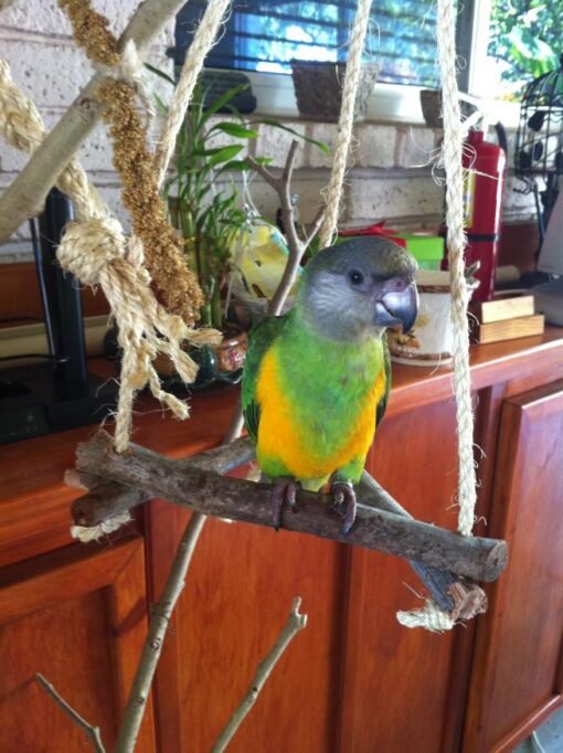 Senegal Parrot For Sale