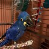Female Hyacinth Macaw Europe for sale