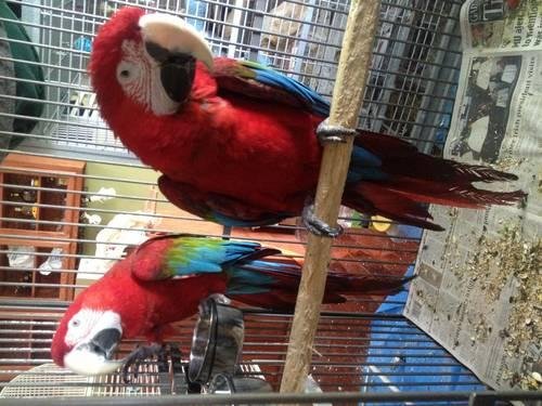 Red scarlet macaw mutation