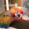 Baby Camelot Macaw