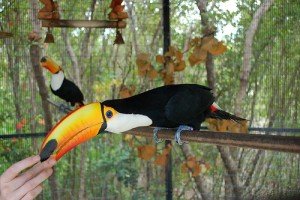 Toco Toucan  For Sale