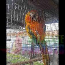 Camelot Macaw Male