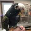 White-Crowned Pionus for sale