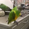 Senegal Parrot For Sale