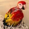 Baby Scarlet Macaw