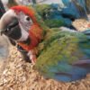 Harlequin Macaw Breeds Pairs