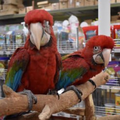 Greenwing Macaw Pairs Parrot