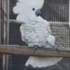 Blue- Eyed Cockatoo for sale