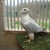 White Gyr Falcon For-Sale