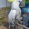 Sulphur Crested Cockatoo For-Sale