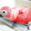 Red Congo African Grey