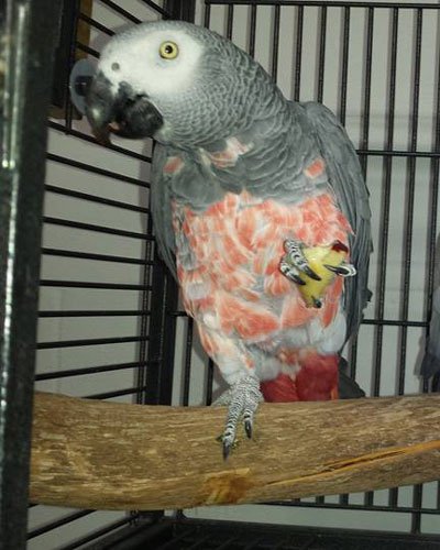 Red Factor African-Greys