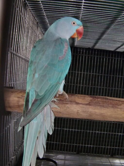 Blue Alexandrine Parrot