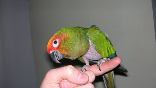 Golden Capped Conure